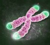 telomere
